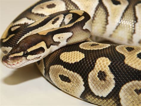 Spiratic Pattern Ball Python に対する画像結果