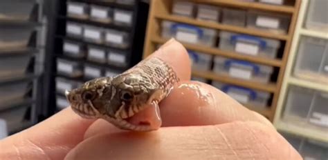 Image result for Two-Headed Baby Snake