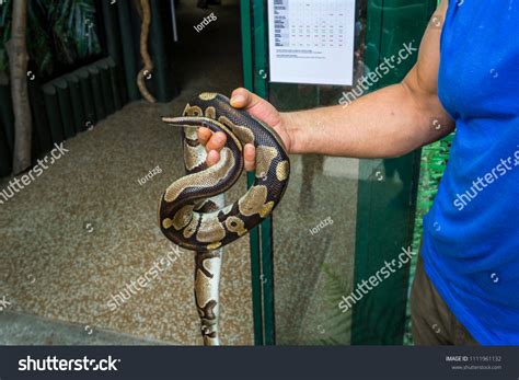 Image result for Human Holdingriticulated Python