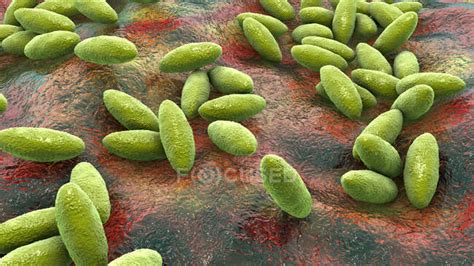 Image result for Gram-negative Pleomorphic Bacteria