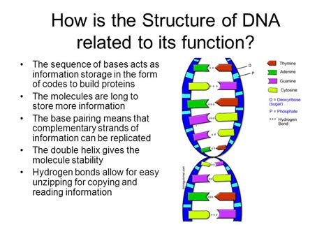 Afbeeldingsresultaten voor Structure and Function Biology Examples