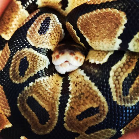 Bildergebnis für Snake Wallpaper Baby Ball Python