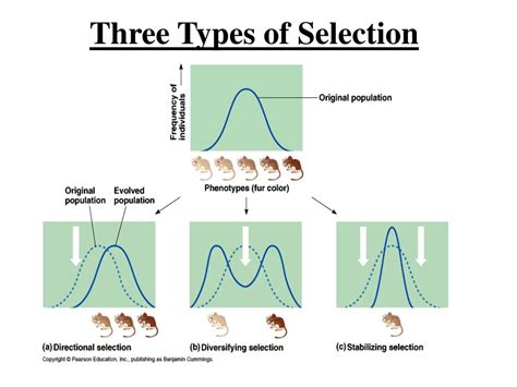 Simple Selection Structures に対する画像結果