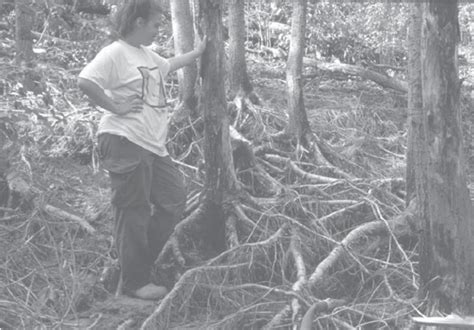 Aspen Tree Root System に対する画像結果