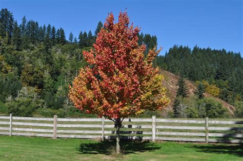 Image result for Sunset Maple Tree Problems