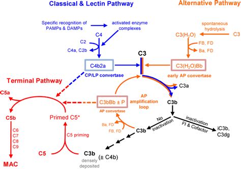 Afbeeldingsresultaten voor C3 Complement Cascade