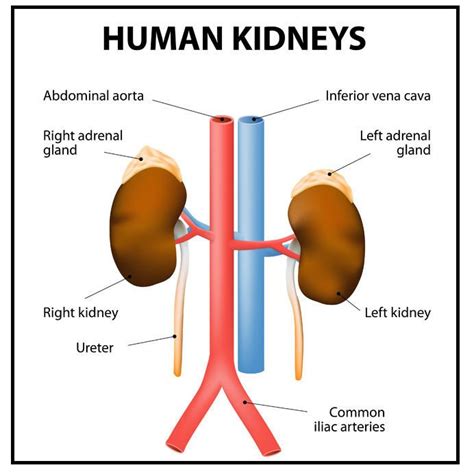 Image result for Kidneys Location in Body