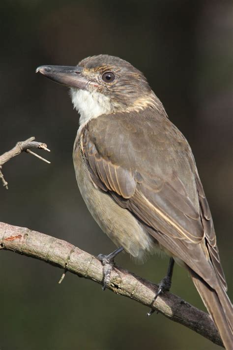 Image result for Australian Butcher Bird Sound