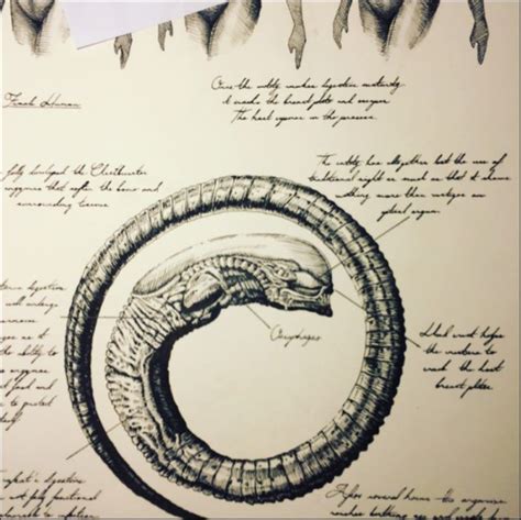 Alien Covenant Davide Sketch に対する画像結果