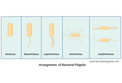 Image result for Flagella Formation