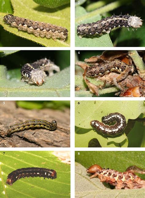 Image result for Insect Larvae Identification Chart