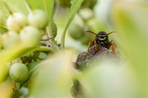 Types of Wasps in NZ に対する画像結果