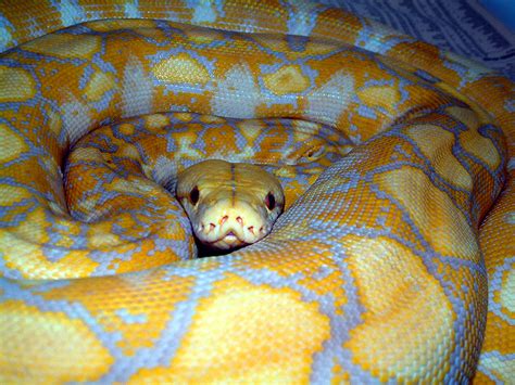 Afbeeldingsresultaten voor Lavender Reticulated Python Colors