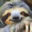 Image result for Coding Sloth
