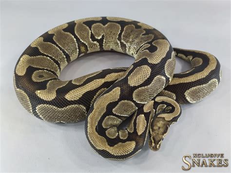 Afbeeldingsresultaten voor Het Ghost Ball Python