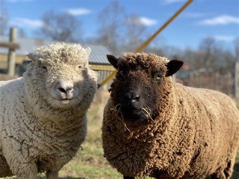 Image result for Mini Sheep