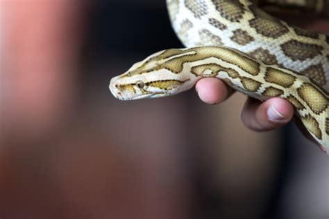 Severe Python Bite に対する画像結果