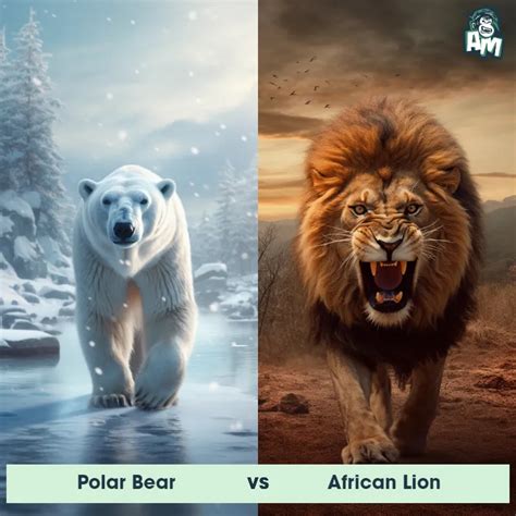 Image result for Python versus Lion