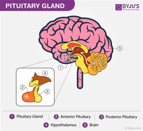 Bildergebnis für Hypothalamus Circadian Rhythm