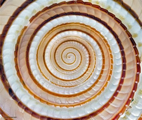 Image result for Snail Shell Microscope