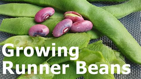 Image result for Growing Runner Beans in Containers