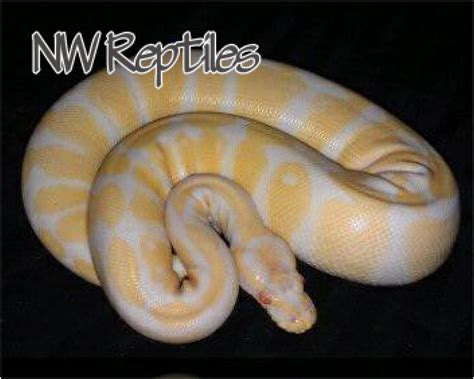 Image result for High Contrast Albino Ball Python