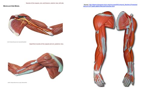 Afbeeldingsresultaten voor Arm Muscle Model