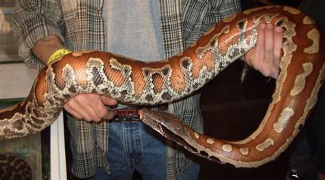 Image result for High Red Blood Python