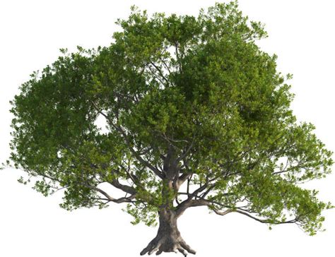 Image result for Oak Tree Side View