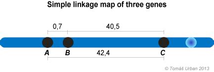 Image result for Simple Genetic Map