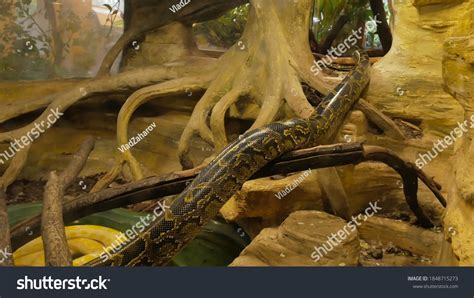 Image result for Terrarium Background Spotted Python