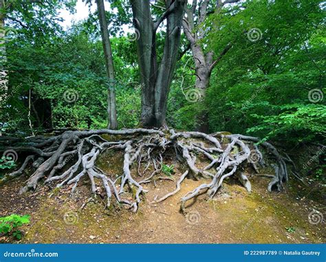 Image result for Water Oak Tree Root System