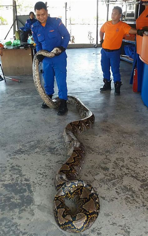 Afbeeldingsresultaten voor World Biggest Python Snake