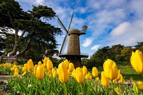 Fun Things to Do in San Francisco in May に対する画像結果