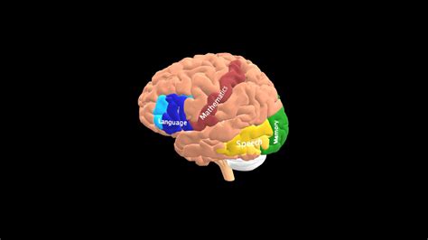 Image result for Brain Development Model