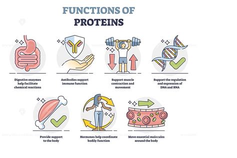 Function of Protein - 2022