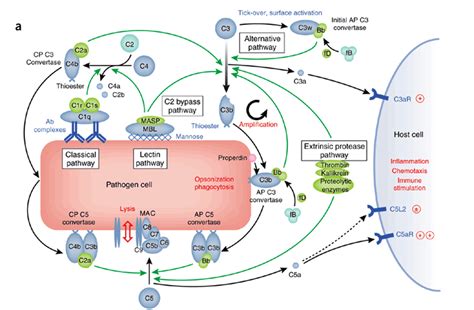 Complement C3 Genetic に対する画像結果