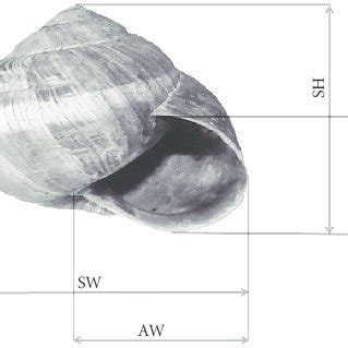 Afbeeldingsresultaten voor SH Shell