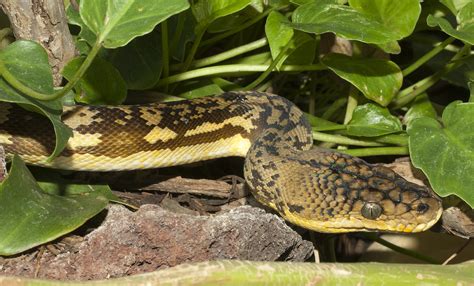 Timor Python Retic માટે ઇમેજ પરિણામ