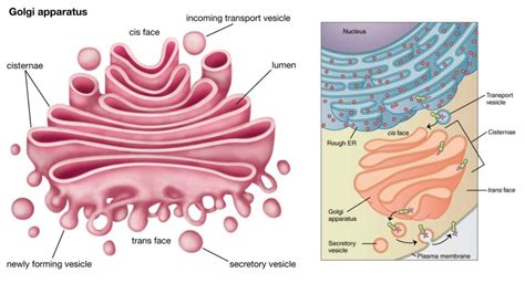 Afbeeldingsresultaten voor Complex Function in Math