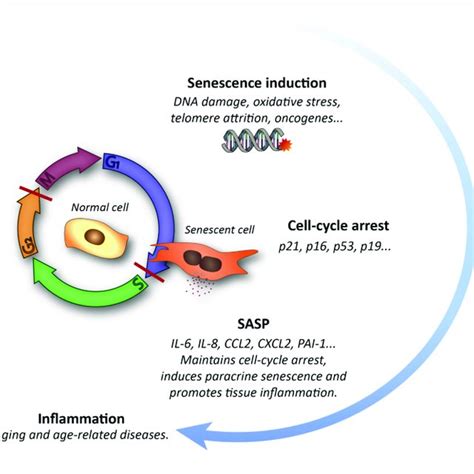 Image result for Senescence Pathways