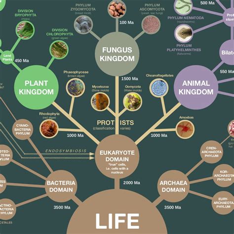 Image result for Biological Evolution Tree