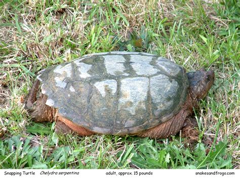 Afbeeldingsresultaten voor Snapping Turtle Adult Shell