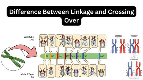 Image result for Linkage Crossing Over and Mapping in Genetics