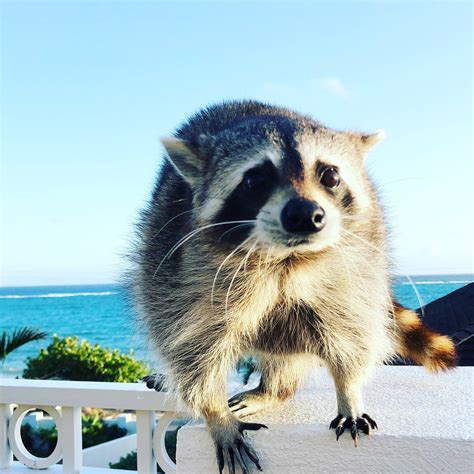 Image result for Raccoon Scats Identification Chart