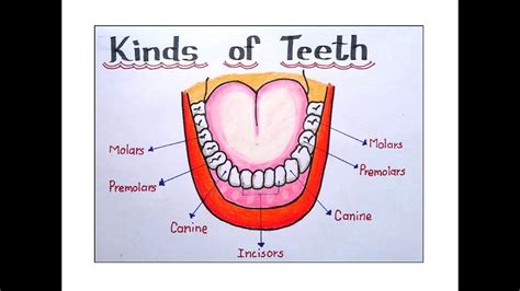 Image result for Teeth Mold Diagram