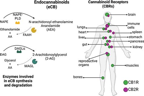 Endocannabinoid System Receptors に対する画像結果