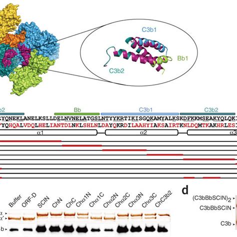 Toradh íomhá ar Stabilized C3 Convertase