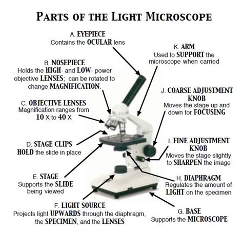 Image result for Functions of Light Microscope Parts