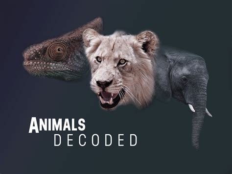 Decoding Animal Picture に対する画像結果